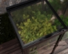 Imagine Canopia - Seră din policarbonat IVY (64 X 124cm) cu structură neagră și panouri transparente